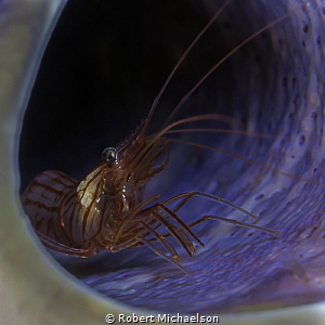 Peppermint Shrimp in a purple tube sponge by Robert Michaelson 